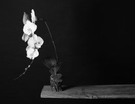3) Nature Morte (Still Life with Orchid and Sound) 